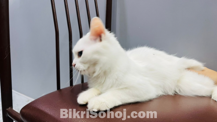 Parshian cat
